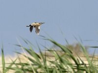 Ixobrychus minutus 23, Woudaap, Saxifraga-Mark Zekhuis