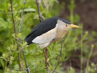 Ixobrychus minutus 25, Woudaap, male, Saxifraga-Piet Munsterman
