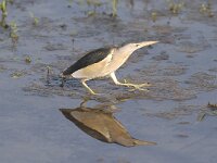 Ixobrychus minutus 26, Woudaap, male, Saxifraga-Piet Munsterman
