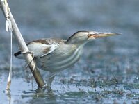 Ixobrychus minutus 28, Woudaap, Saxifraga-Janus Verkerk