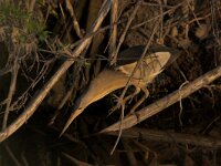 Ixobrychus minutus 3, Woudaap, Saxifraga-Luc Hoogenstein