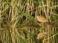 Woudaap  Woudaap - Ixobrychus minutus