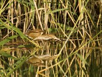 Woudaap  Woudaap - Ixobrychus minutus