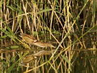 Woudaap  Woudaap - Ixobrychus minutus