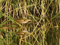 Woudaap  Woudaap - Ixobrychus minutus