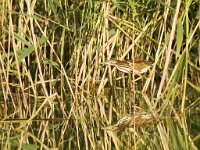 Woudaap  Woudaap - Ixobrychus minutus