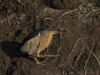 Ixobrychus minutus 6, Woudaap, Saxifraga-Luc Hoogenstein