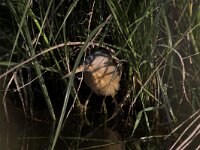 Ixobrychus minutus 7, Woudaap, Saxifraga-Luc Hoogenstein