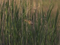Ixobrychus minutus 9, Woudaap, Saxifraga-Luc Hoogenstein