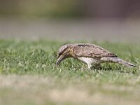 Jynx torquilla 11, Draaihals, Saxifraga-Mark Zekhuis