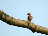 Jynx torquilla 17, Draaihals, Saxifraga-Hans Dekker