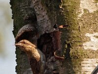 Jynx torquilla 18, Draaihals, Saxifraga-Hans Dekker