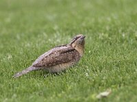 Jynx torquilla 19, Draaihals, Saxifraga-Mark Zekhuis