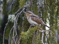 Jynx torquilla 2, Draaihals, Saxifraga-Mark Zekhuis