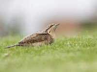 Jynx torquilla 20, Draaihals, Saxifraga-Mark Zekhuis