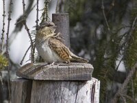 Jynx torquilla 4, Draaihals, Saxifraga-Mark Zekhuis