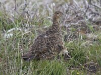 Lagopus lagopus scoticus 3, Schots sneeuwhoen, female, Saxifraga-Kees van Berkel