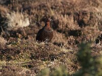Lagopus lagopus scoticus 8, Schots sneeuwhoen, Saxifraga-Mark Zekhuis
