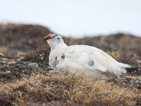 Lagopus muta hyperborea 16, Spitsbergensneeuwhoen, Saxifraga-Bart Vastenhouw