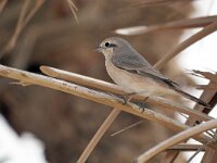 Lanius isabellinus 2, Daurische klauwier, Saxifraga-Tom Heijnen