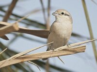 Lanius isabellinus 3, Daurische klauwier, Saxifraga-Tom Heijnen