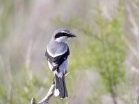 Lanius meridionalis 4, Iberische klapekster, Saxifraga-Bart Vastenhouw