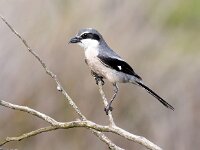 Lanius meridionalis 7, Iberische klapekster, Saxifraga-Bart Vastenhouw