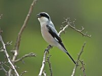 Lanius minor 2, Kleine klapekster, Saxifraga-Joerg Mager