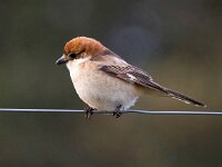 Lanius senator 14, Roodkopklauwier, Saxifraga-Bart Vastenhouw