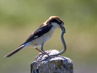 Lanius senator 18, Roodkopklauwier, Saxifraga-Bart Vastenhouw