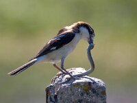 Lanius senator 19, Roodkopklauwier, Saxifraga-Bart Vastenhouw