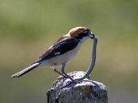 Lanius senator 20, Roodkopklauwier, Saxifraga-Bart Vastenhouw