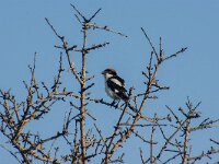 Lanius senator 28, Roodkopklauwier, adult, Saxifraga-Theo Verstrael
