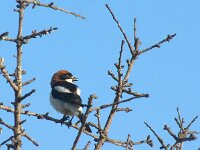 Lanius senator 29, Roodkopklauwier, adult, Saxifraga-Theo Verstrael