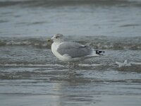 Larus argentatus 10, Zilvermeeuw, Saxifraga-Marijke Verhagen