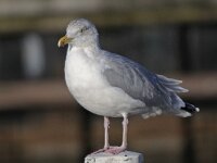 Larus argentatus 100, Zilvermeeuw, Saxifraga-Ab H Baas