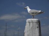 Larus argentatus 101, Zilvermeeuw, Saxifraga-Rob Felix : Animalia, Aves, Chordata, animal, bird, dier, dieren, gewervelde dieren, vertebraat, vertebrate, vogel, vogels