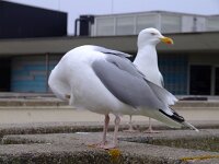 Larus argentatus 102, Zilvermeeuw, Saxifraga-Rudmer Zwerver