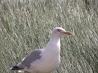 Larus argentatus 103, Zilvermeeuw, Saxifraga-Frank Dorsman  Larus argentatus, ZilvermeeuwLangevelde​rslag 260611