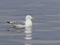 Larus argentatus 104, Zilvermeeuw, Saxifraga-Luc Hoogenstein : nature, Noorwegen, natuur, Smola, Europe, Europa, Norway