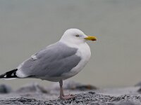 Larus argentatus 105, Zilvermeeuw, Saxifraga-Rik Kruit