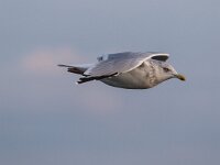 Larus argentatus 108, Zilvermeeuw, Saxifraga-Dirk Hilbers