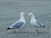 Larus argentatus 11, Zilvermeeuw, Saxifraga-Luc Hoogenstein