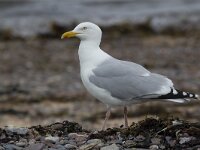Larus argentatus 111, Zilvermeeuw, Saxifraga-Kees van Berkel : Blue Elephant, Schotland, zilvermeeuw