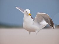 Herring gull raising it's wings  Herring gull (larus argentus) on a wind blown beach : Avian, Netherlands, animal, argentatus, aves, background, beach, beast, bird, blown, blue, coast, creature, fauna, fowl, gull, herring, herringgull, larus, natural, nature, ocean, ring-bill, ring-billed, sand, schiermonnikoog, sea, seagul, seagull, sky, soar, standing, storm, summer, undomesticated, water, waterfowl, wild, wildlife, wind, wing, zoology
