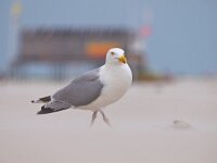 Larus argentatus, Herring gull on a wind blown beach  Herring gull (larus argentus) on beach with lifeguard tower in backdrop : Avian, Netherlands, animal, argentatus, aves, background, beach, beast, bird, blown, blue, building, coast, creature, fauna, fowl, guard, gull, herring, herringgull, larus, life, lifeguard, natural, nature, ocean, ring-bill, ring-billed, sand, schiermonnikoog, sea, seagul, seagull, sky, soar, standing, storm, summer, tower, undomesticated, water, waterfowl, wild, wildlife, wind, zoology