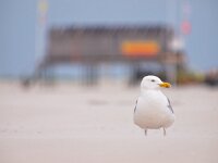 Larus argentatus, Herring gull on a wind blown beach  Herring gull (larus argentus) on beach with lifeguard tower in backdrop : Avian, Netherlands, animal, argentatus, aves, background, beach, beast, bird, blown, blue, building, coast, creature, fauna, fowl, guard, gull, herring, herringgull, larus, life, lifeguard, natural, nature, ocean, ring-bill, ring-billed, sand, schiermonnikoog, sea, seagul, seagull, sky, soar, standing, storm, summer, tower, undomesticated, water, waterfowl, wild, wildlife, wind, zoology