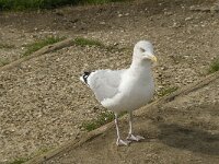 Larus argentatus 115, Zilvermeeuw, Saxifraga-Willem van Kruijsbergen