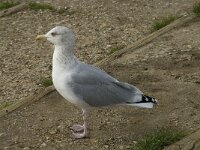 Larus argentatus 116, Zilvermeeuw, Saxifraga-Willem van Kruijsbergen