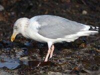 Larus argentatus 117, Zilvermeeuw, Saxifraga-Bart Vastenhouw
